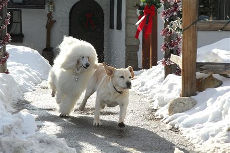 The Dog Who Saved Christmas Vacation (2010)