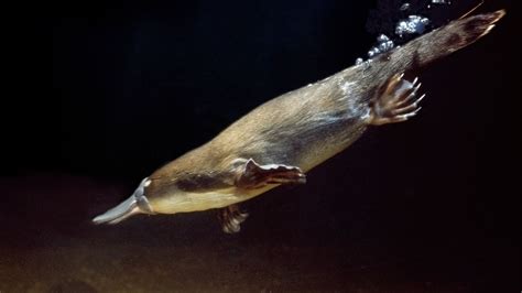 Platypus facts | Live Science