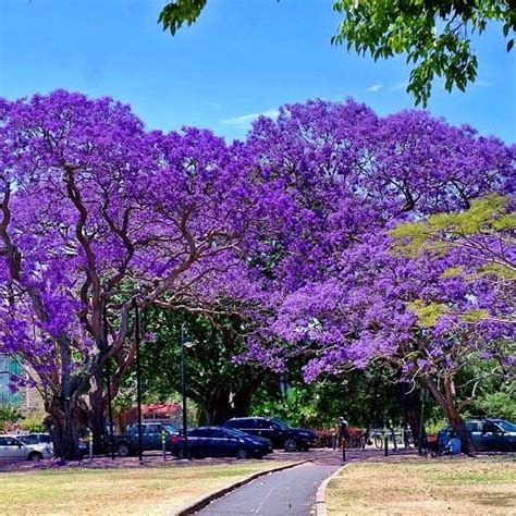 Jacaranda trees [Jacaranda mimosifolia; Family: Bignoniaceae] in bloom - New Farm Park, Brisbane ...