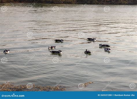 Migratory Birds Swimming in Lake Water from Flat Angle Stock Photo ...