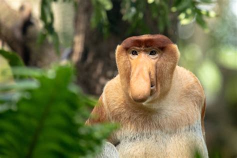 Proboscis Monkey Stock Photos, Pictures & Royalty-Free Images - iStock