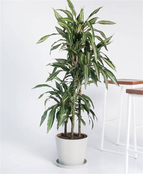 Buy Potted Dracaena Warneckii Indoor Plant | Bloomscape | Indoor plants ...