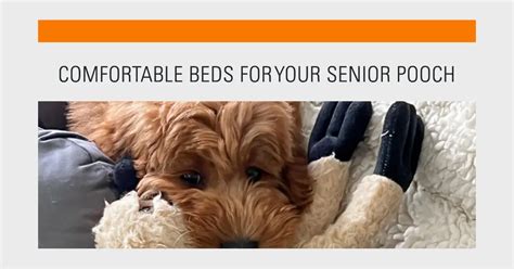 The 10 Best Dog Bed for Older Dogs With Arthritis - Top Picks and Recommended