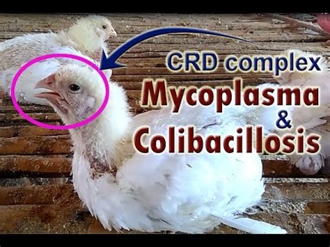 Mycoplasma Gallisepticum, Mycoplasma in Chickens, POULTRY DISEASES SYMPTOMS - YouTube