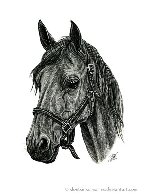 Pencil Drawings Of Quarter Horses - pencildrawing2019