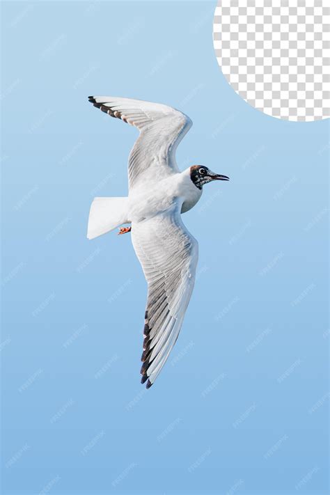 Mouette volant dans le ciel, mouette fond transparent png clipart | PSD ...