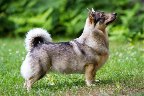 Zweedse Vallhund: Alles over dit hondenras - LHIC