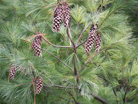 Pinus strobus - Alchetron, The Free Social Encyclopedia