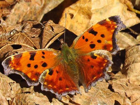 Autumn Butterfly Photograph by Lori Frisch