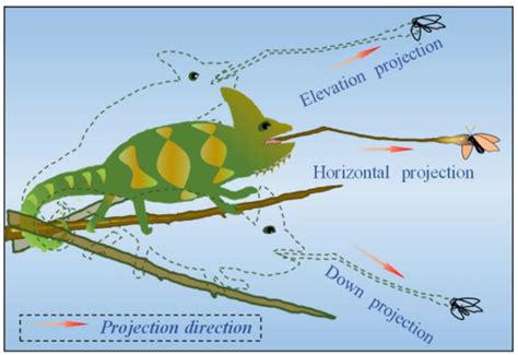 The schematic view of the multi-directional preying capability of the ...