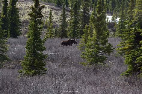 8 Best Places for Wildlife Viewing in Alaska - Travel Realist