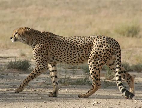 Cheetah Facts For Kids | Cheetah Habitat & Diet