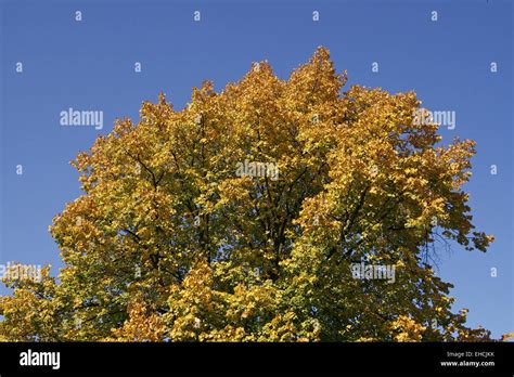 Deciduous tree in autumn Stock Photo - Alamy