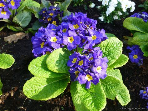Primula x polyantha You and Me Blue | About-garden.com