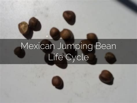 Mexican Jumping Bean Life Cycle by britta.hanson