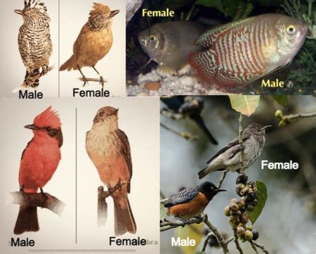 Polymorphism | Definition & Examples - Lesson | Study.com