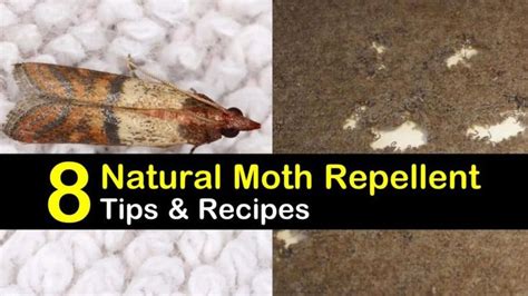 8 Easy Do-It-Yourself Moth Repellents in 2020 | Moth repellent, Natural bug repellent, Pantry moths