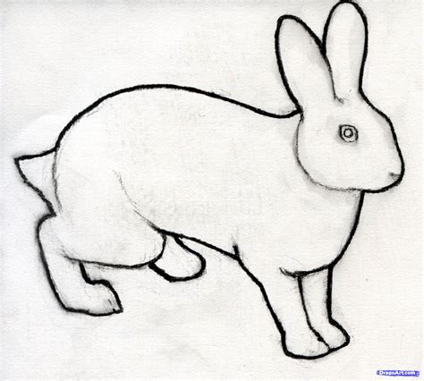 How to Sketch a Rabbit, Step by Step, Drawing Sheets, Added by ...