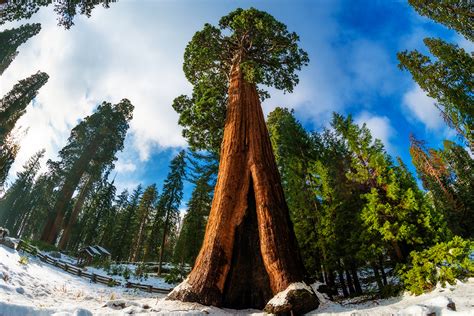 Things To Do in Sequoia National Park - Travel Caffeine