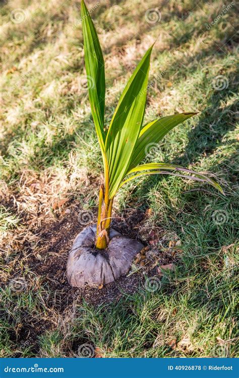 Small coconut plant stock photo. Image of fruit, single - 40926878