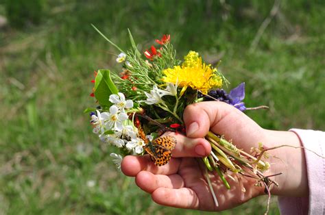 Free Stock Photo 13074 wildflowers | freeimageslive