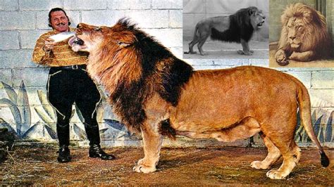 PUREBRED BARBARY LION (TRIBUTE) 🦁 PURE BARBARY LION REAL PHOTO 🎵 Enya ...