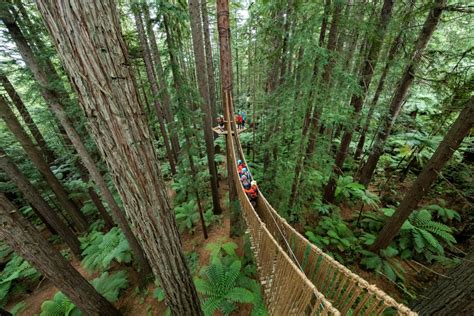 Rotorua Tree Top Walks | Redwoods Treewalk® Official Site