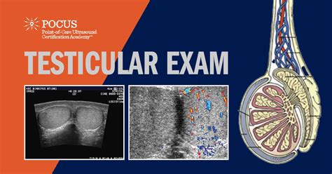 Testicular Exam | POCUS Resources & Case Studies | POCUS.org