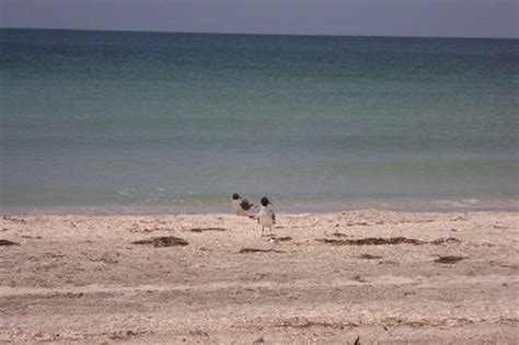 Sand Key Park (Clearwater) - 2020 All You Need to Know BEFORE You Go (with Photos) - Tripadvisor