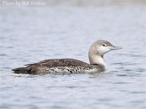 Tennessee Watchable Wildlife | Red-throated Loon - Habitat: 1