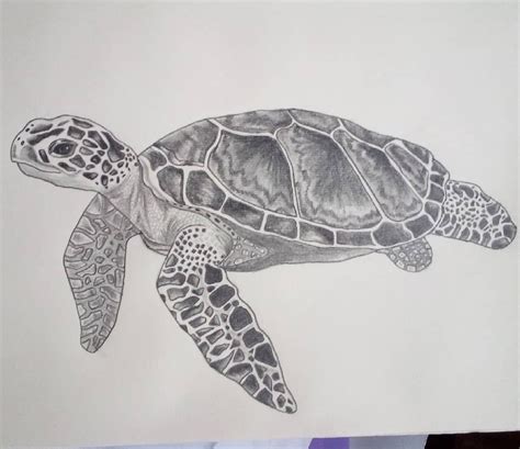 How To Draw A Sea Turtle Realistic - Sucio Wallpaper