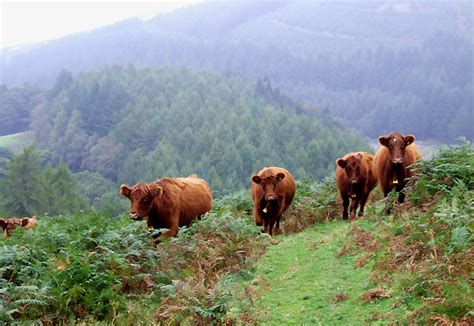 Cattle : LUING | RARE BREEDS TRUST OF AUSTRALIA | TidyHQ