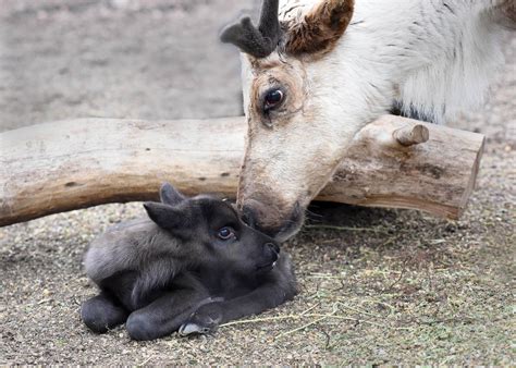 Reindeer Fawn Born at Brookfield Zoo | Chicago News | WTTW