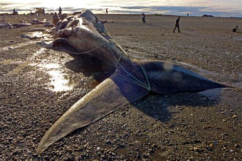 How to Dismantle a Blue Whale | Hakai Magazine