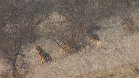 Hunting Golden jackal finding and eating carcass in winter field ...