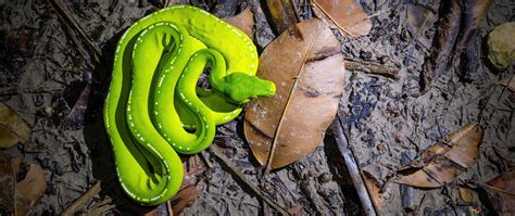 Green Tree Python 4K wallpaper download