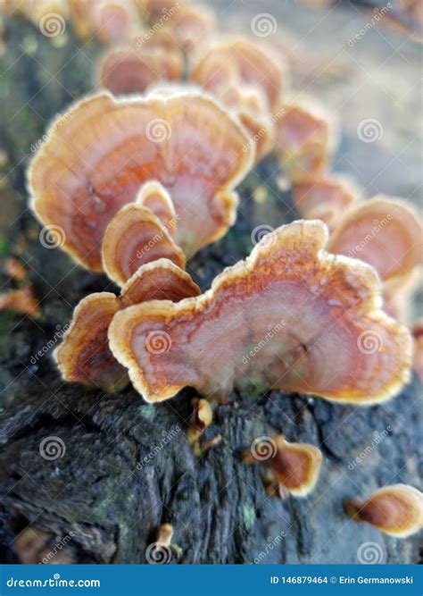 Beautiful Polypore Fungi on a Fallen Log Stock Photo - Image of group ...