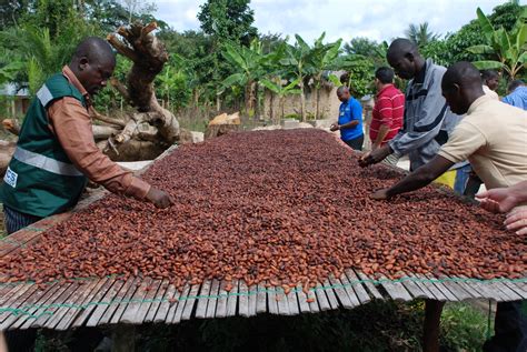 'Nigeria's Richest State': Mimiko Leads A Revolution In Cocoa Production In Ondo - The Trent