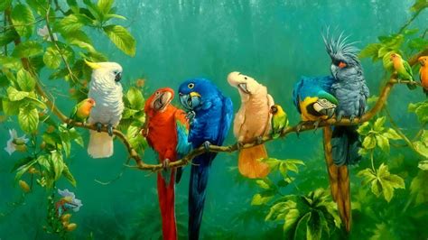 15 Colorful Bird Wallpapers - Wallpaperboat