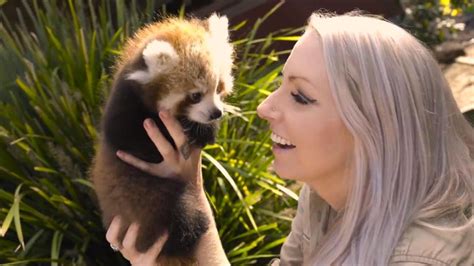 Adorable Twin Baby Red Pandas Cuddle With Zookeepers - YouTube