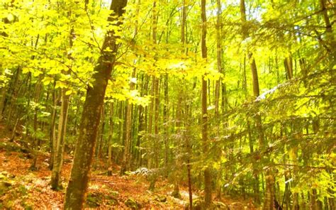 forest, Trees, Nature, Landscape, Tree, Autumn, Fall Wallpapers HD / Desktop and Mobile Backgrounds