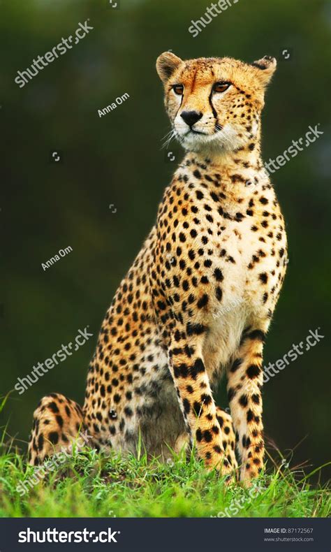 Wild African Cheetah Portrait, Beautiful Mammal Animal, Endangered Carnivore, Africa. Kenya ...