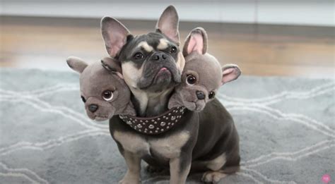 Cute Cerberus costume for dogs - Boing Boing