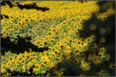 Sunflower field | Heliotropism; A common misconception is th… | Flickr