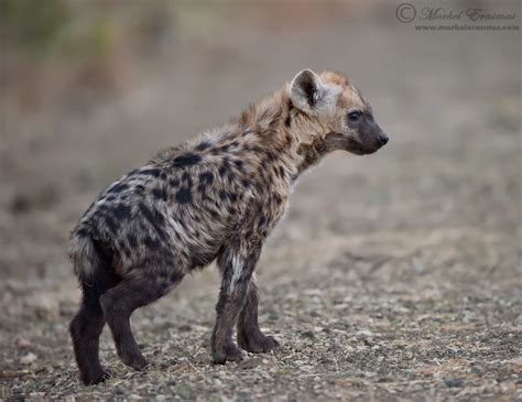 Spotted Hyena Cub by MorkelErasmus on DeviantArt