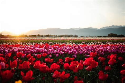 Tulip Heaven! Bloom - Abbotsford Tulip Festival Opens Mid April | To Do ...