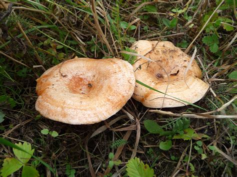 Lactarius deliciosus: The Ultimate Mushroom Guide + 6 Recipes