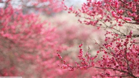 cherry Blossom, Japan, Flowers, Pink Flowers Wallpapers HD / Desktop ...