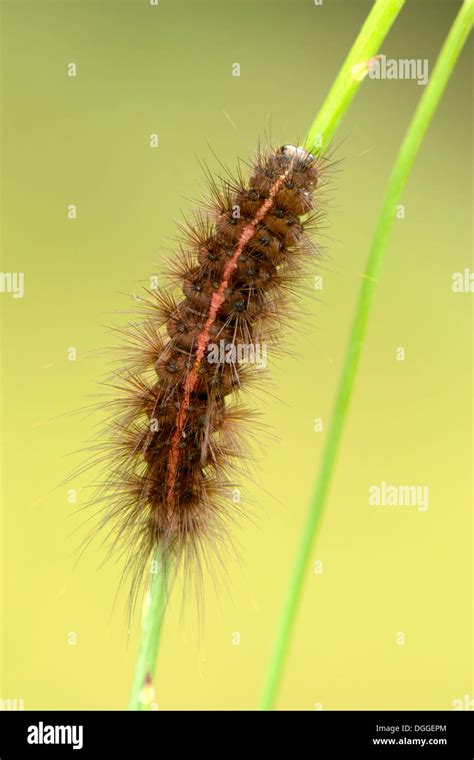 White Ermine (Spilosoma lubricipeda), moth caterpillar on a blade of ...