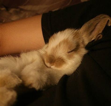 Is It Safe For Owners To Sleep With Their Rabbits? | Here Bunny